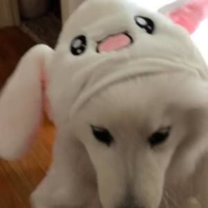 Meet your Posher, Marvin